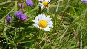 Preview wallpaper chamomile, flower, grass, macro