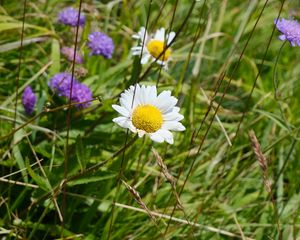 Preview wallpaper chamomile, flower, grass, macro