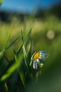 Preview wallpaper chamomile, flower, grass, drops, macro