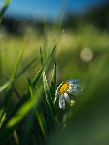 Preview wallpaper chamomile, flower, grass, drops, macro