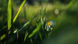 Preview wallpaper chamomile, flower, grass, drops, macro