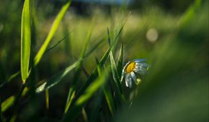 Preview wallpaper chamomile, flower, grass, drops, macro