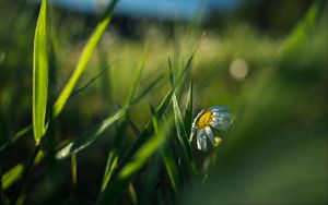 Preview wallpaper chamomile, flower, grass, drops, macro