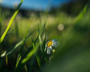 Preview wallpaper chamomile, flower, grass, drops, macro