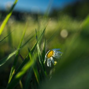 Preview wallpaper chamomile, flower, grass, drops, macro