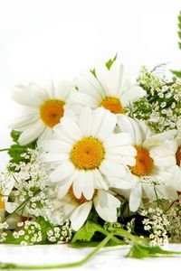 Preview wallpaper chamomile, flower, green, summer, mood