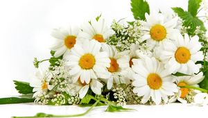 Preview wallpaper chamomile, flower, green, summer, mood