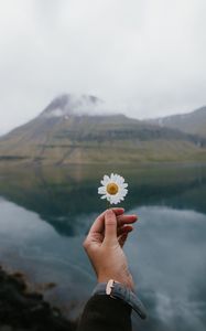 Preview wallpaper chamomile, flower, hand, lake, mountains