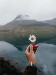 Preview wallpaper chamomile, flower, hand, lake, mountains