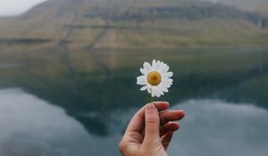 Preview wallpaper chamomile, flower, hand, lake, mountains
