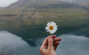 Preview wallpaper chamomile, flower, hand, lake, mountains