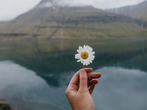 Preview wallpaper chamomile, flower, hand, lake, mountains