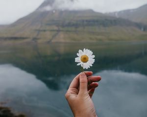 Preview wallpaper chamomile, flower, hand, lake, mountains
