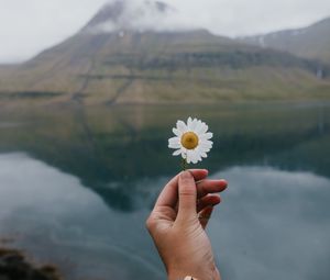 Preview wallpaper chamomile, flower, hand, lake, mountains