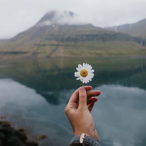 Preview wallpaper chamomile, flower, hand, lake, mountains