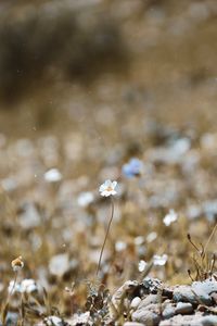 Preview wallpaper chamomile, flower, macro, bloom, blur