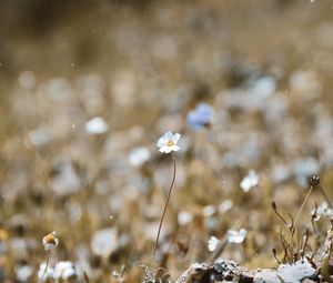 Preview wallpaper chamomile, flower, macro, bloom, blur