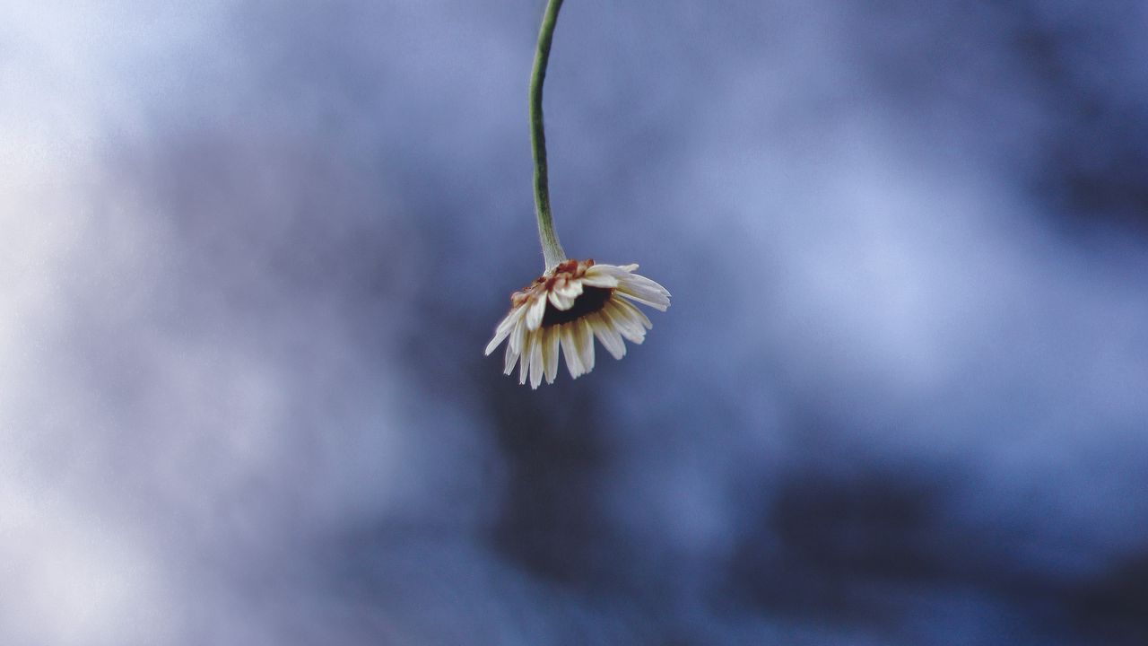 Wallpaper chamomile, flower, macro, minimalism