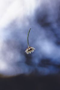 Preview wallpaper chamomile, flower, macro, minimalism