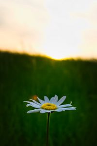 Preview wallpaper chamomile, flower, macro, minimalism, blur