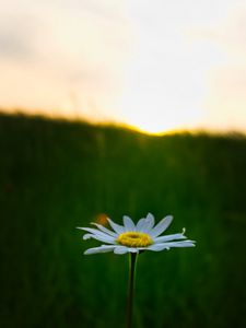 Preview wallpaper chamomile, flower, macro, minimalism, blur