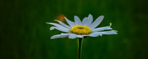 Preview wallpaper chamomile, flower, macro, minimalism, blur