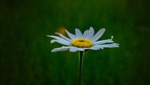 Preview wallpaper chamomile, flower, macro, minimalism, blur