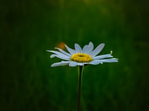 Preview wallpaper chamomile, flower, macro, minimalism, blur