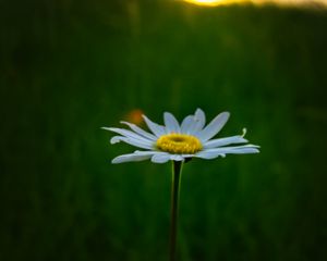 Preview wallpaper chamomile, flower, macro, minimalism, blur