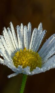 Preview wallpaper chamomile, flower, macro, drops, white