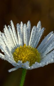 Preview wallpaper chamomile, flower, macro, drops, white