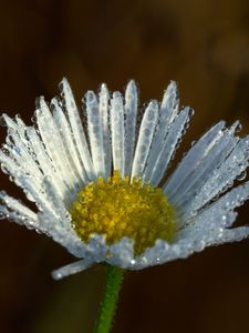 Preview wallpaper chamomile, flower, macro, drops, white