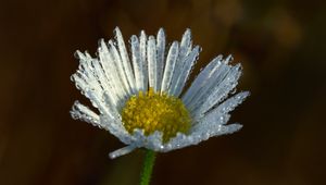 Preview wallpaper chamomile, flower, macro, drops, white