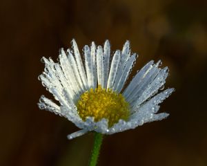 Preview wallpaper chamomile, flower, macro, drops, white