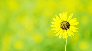 Preview wallpaper chamomile, flower, meadow, sun