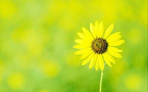 Preview wallpaper chamomile, flower, meadow, sun