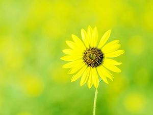 Preview wallpaper chamomile, flower, meadow, sun