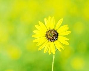 Preview wallpaper chamomile, flower, meadow, sun