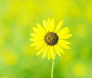 Preview wallpaper chamomile, flower, meadow, sun