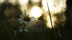 Preview wallpaper chamomile, flower, petals, grass, blur, sunrise, nature