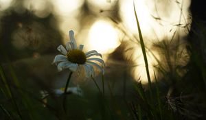 Preview wallpaper chamomile, flower, petals, grass, blur, sunrise, nature