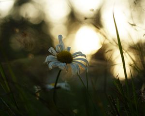 Preview wallpaper chamomile, flower, petals, grass, blur, sunrise, nature