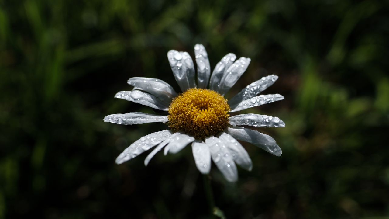 Wallpaper chamomile, flower, petals, drops, dew, macro