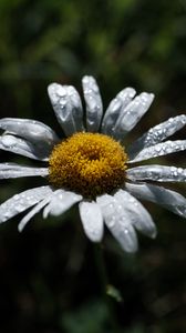 Preview wallpaper chamomile, flower, petals, drops, dew, macro