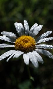 Preview wallpaper chamomile, flower, petals, drops, dew, macro