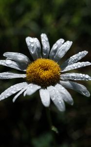 Preview wallpaper chamomile, flower, petals, drops, dew, macro