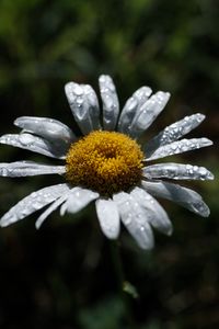 Preview wallpaper chamomile, flower, petals, drops, dew, macro