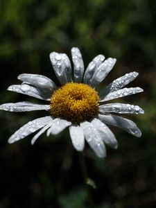 Preview wallpaper chamomile, flower, petals, drops, dew, macro