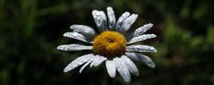 Preview wallpaper chamomile, flower, petals, drops, dew, macro