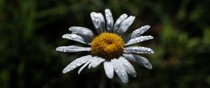 Preview wallpaper chamomile, flower, petals, drops, dew, macro